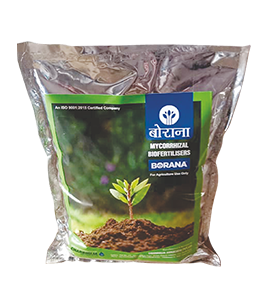 product-bg